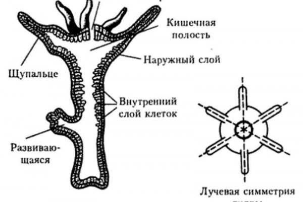 Кракен са